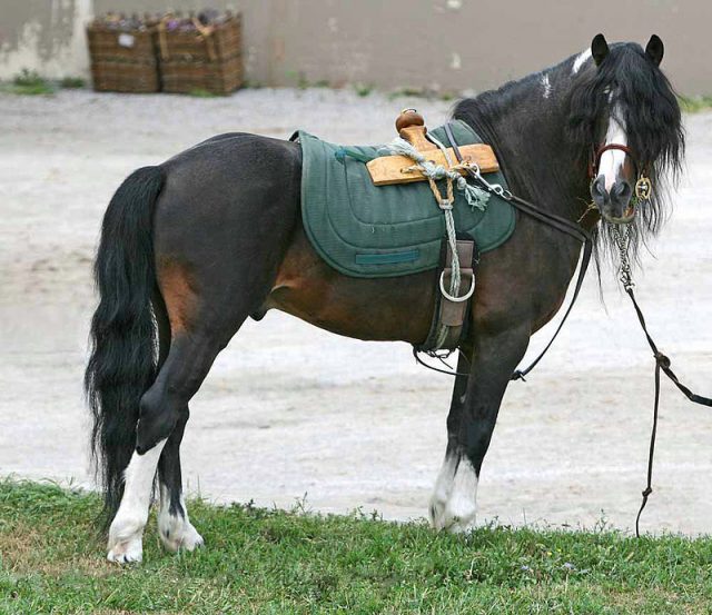 Kerry Bog pony