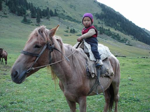 Kirgiz horse