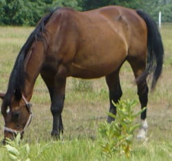 Kisber Felver horse