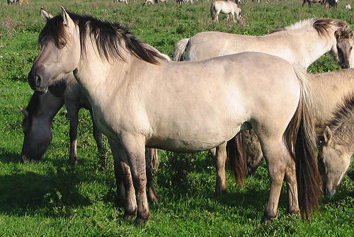 Konik horse