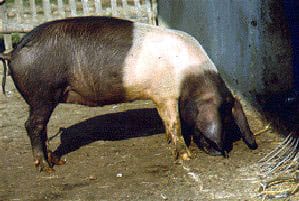 Krskopolje pig