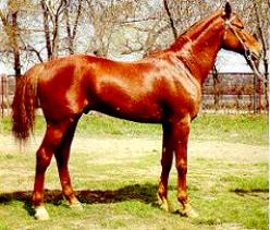 Kustanair horse