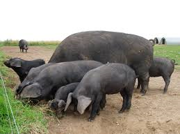 Large Black pig