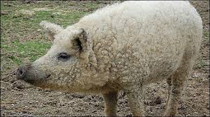 Mangalica pig