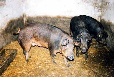 Mora Romagnola pig