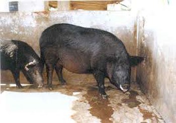 Mukota pig