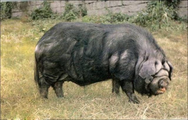 Neijiang pig