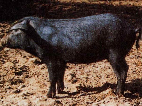 Nero Siciliano pig