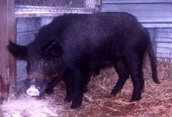 North Siberian pig