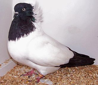 Nun Pigeon