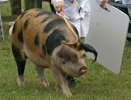 Oxford Sandy and Black pig