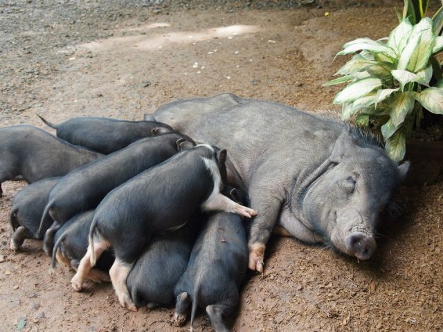 Philippine Native pig