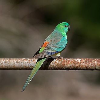 Red-Rumped Parakeet