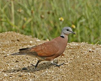 Red Turtle Dove