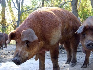 Red Wattle hog