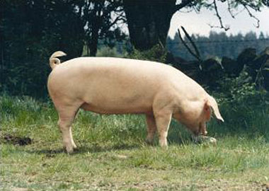 Swedish Landrace pig