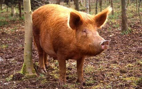 Tamworth pig