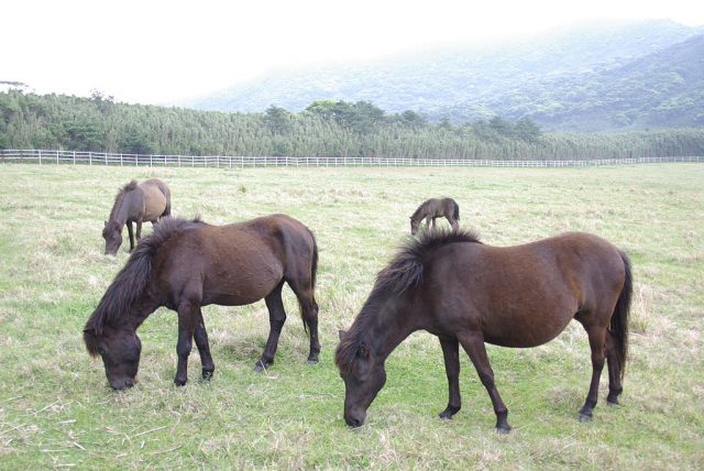 Tokara pony