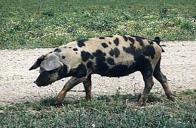 Turopolje pig