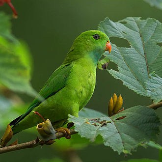 Vernal Hanging Parrot