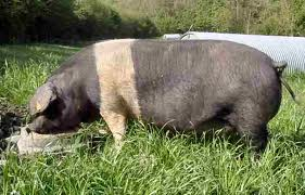 Wessex Saddleback pig
