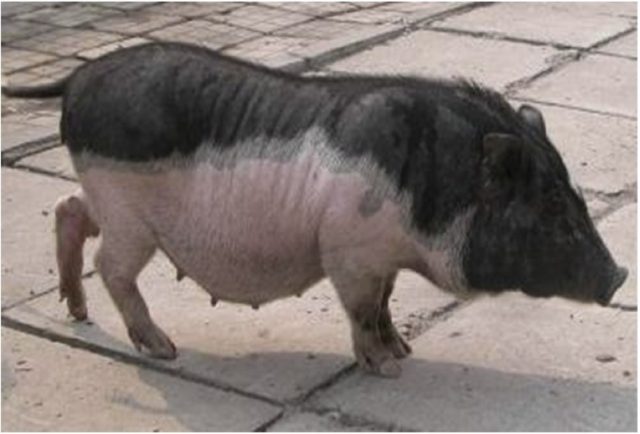 Wuzhishan pig