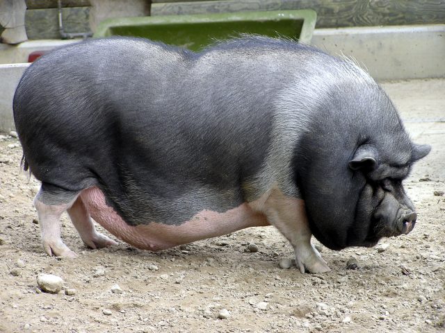 Vietnamese Pot-bellied pig