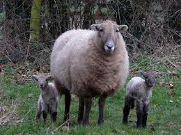 Hill Radnor sheep