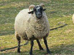 Hog Island sheep