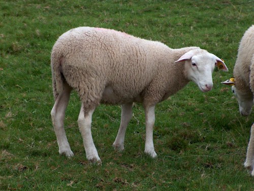 INRA 401 sheep