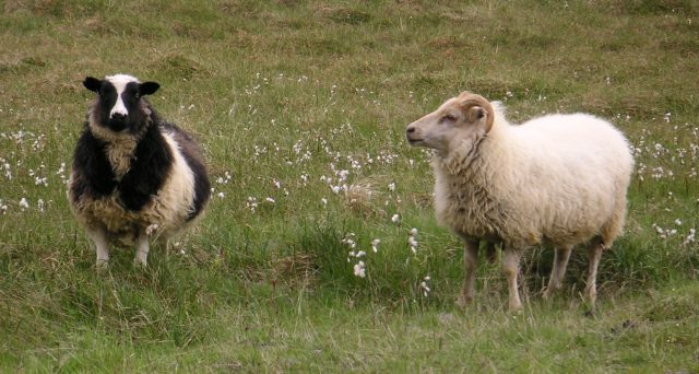 Icelandic sheep