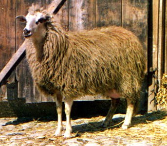 Imroz sheep