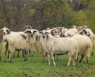 Istrian Milk sheep