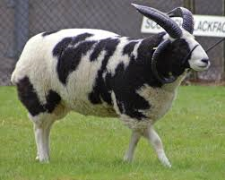 Jacob sheep