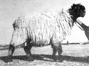 Kachhi sheep