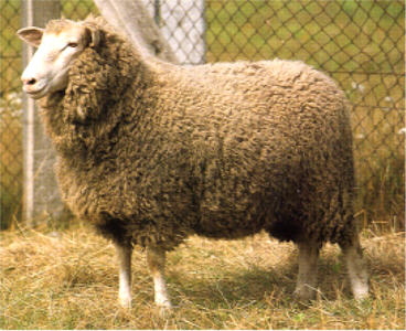 Kamieniec sheep