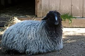 Karakul sheep