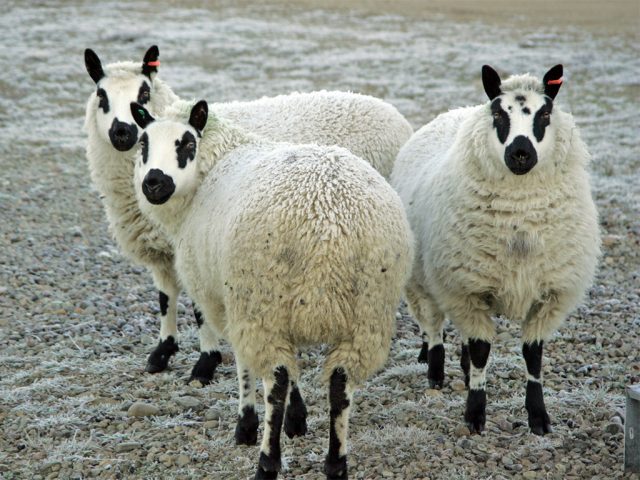 Kerry Hill sheep