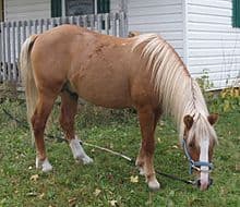 Lac La Croix Indian Pony