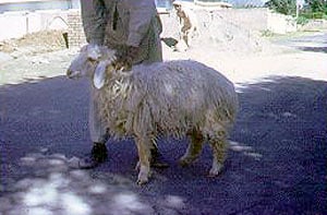 Lati sheep