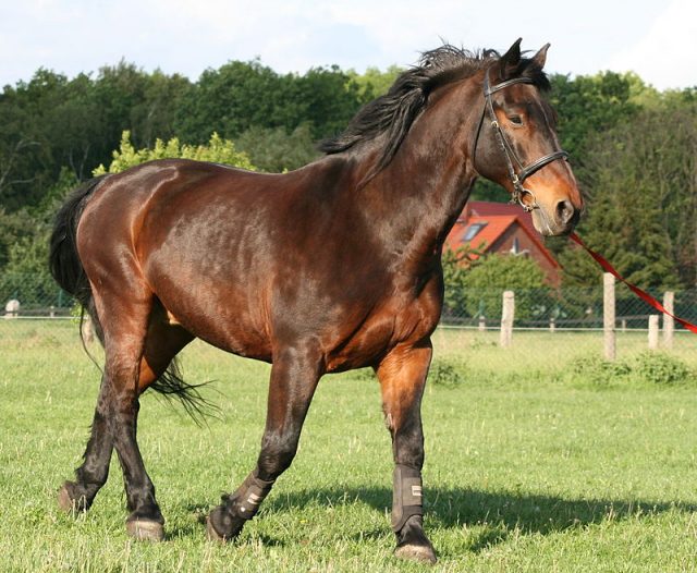 Latvian horse