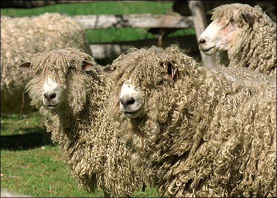 Leicester Longwool sheep