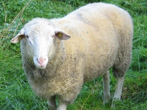 Leineschaf sheep