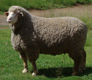 Letelle sheep