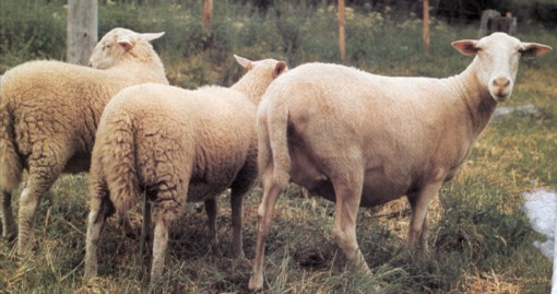 Limousine sheep