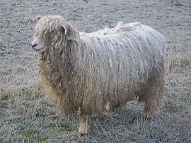 Lincoln sheep