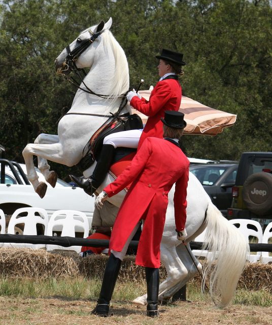 Lipizzan horse