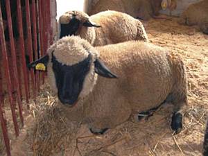 Lithuanian Black-headed sheep