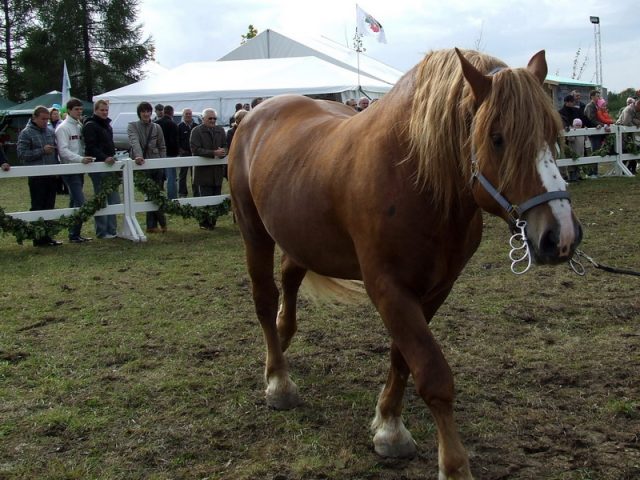 Lithuanian Heavy Draught horse