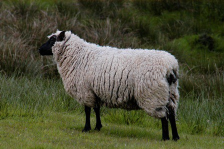 Llanwenog sheep